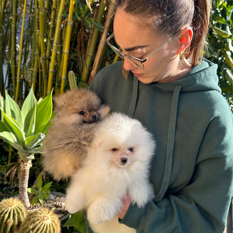 2 cachorros de raza pomerania