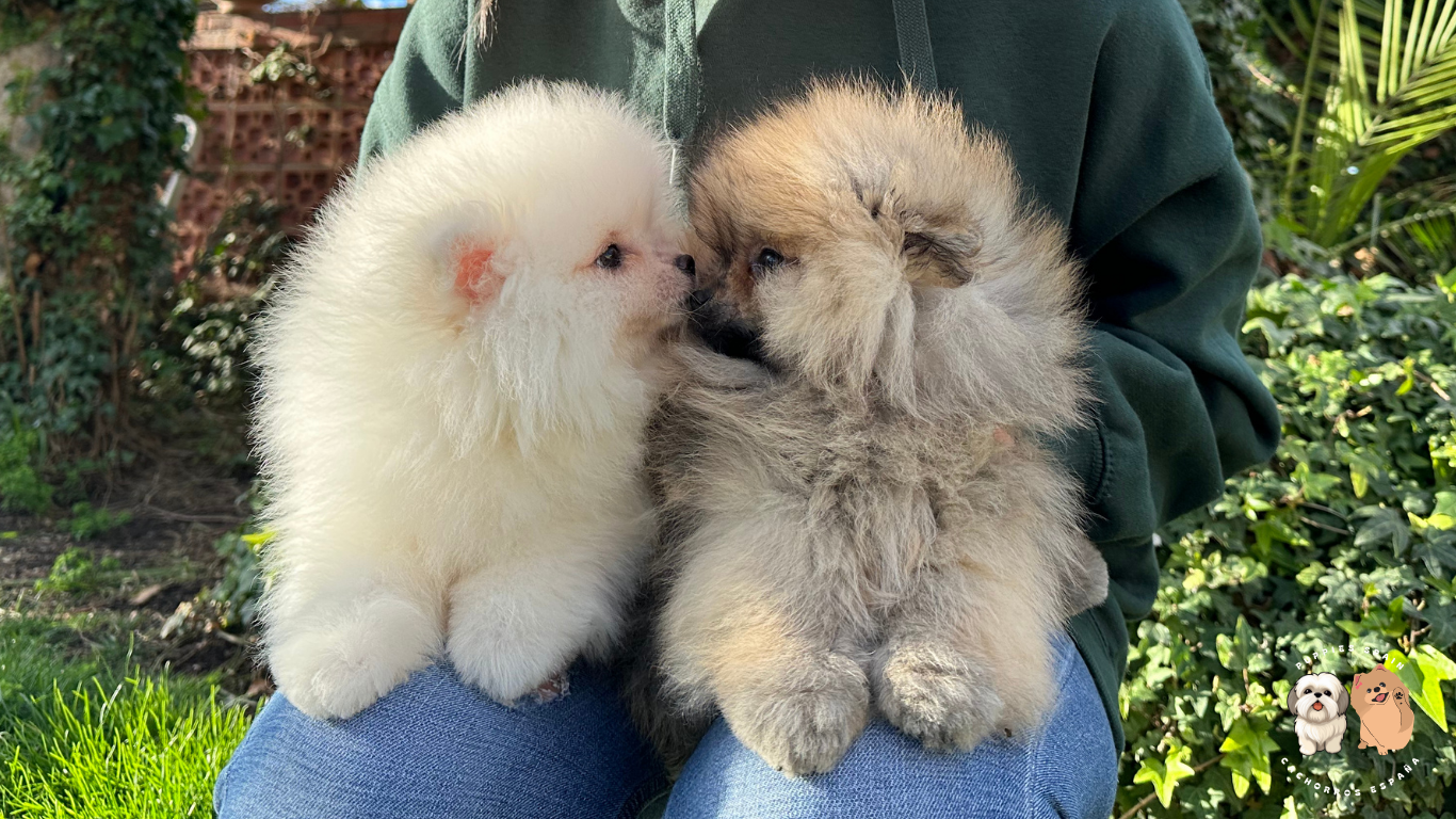 pomerania toy