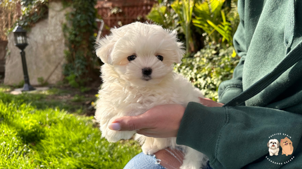 cachorro de raza bichon maltes