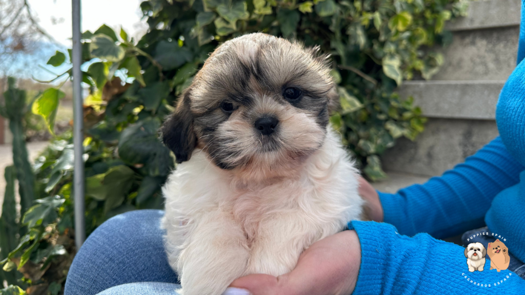cachorro de raza shih tzu