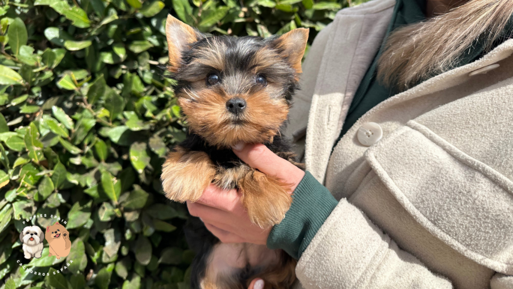 cachorro de raza yorkshire terrier