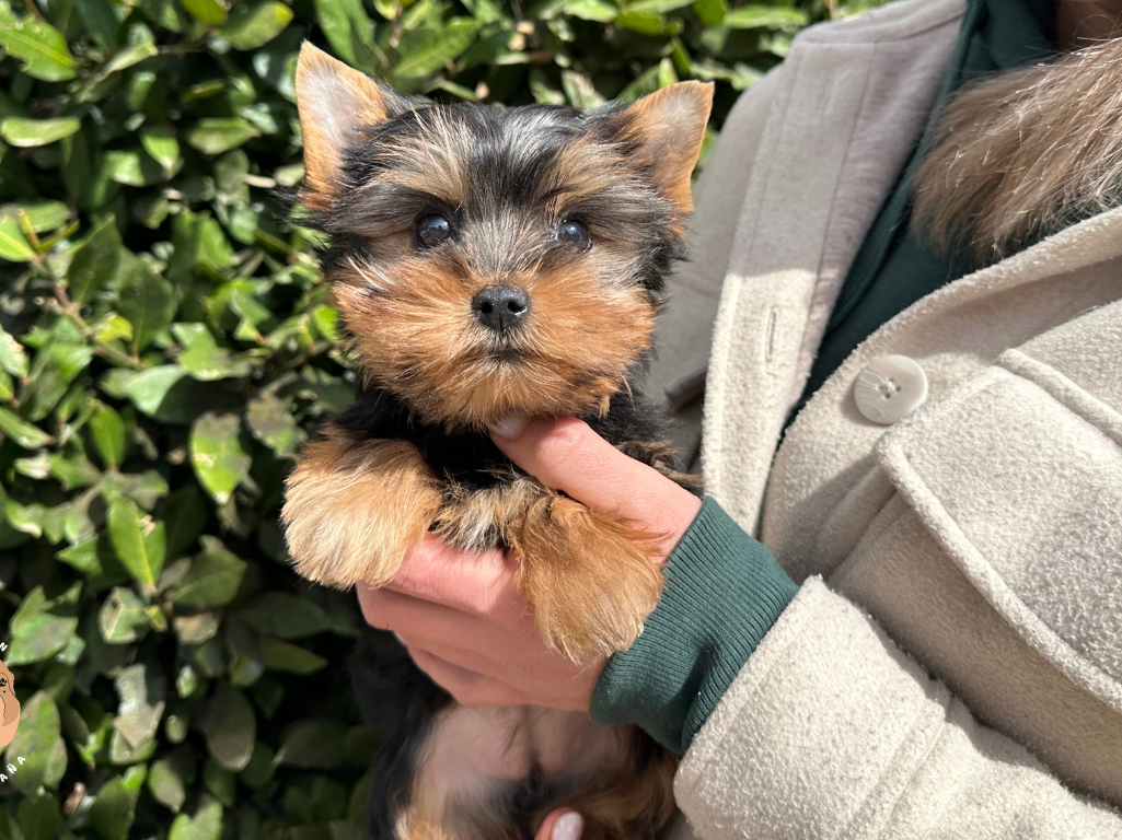 cachorro de raza yorkshire terrier