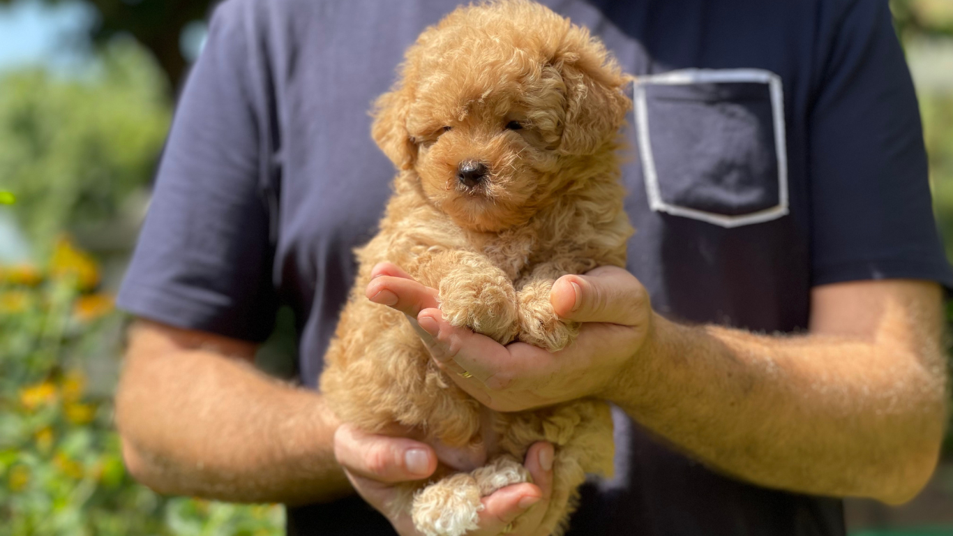 caniche apricot toy