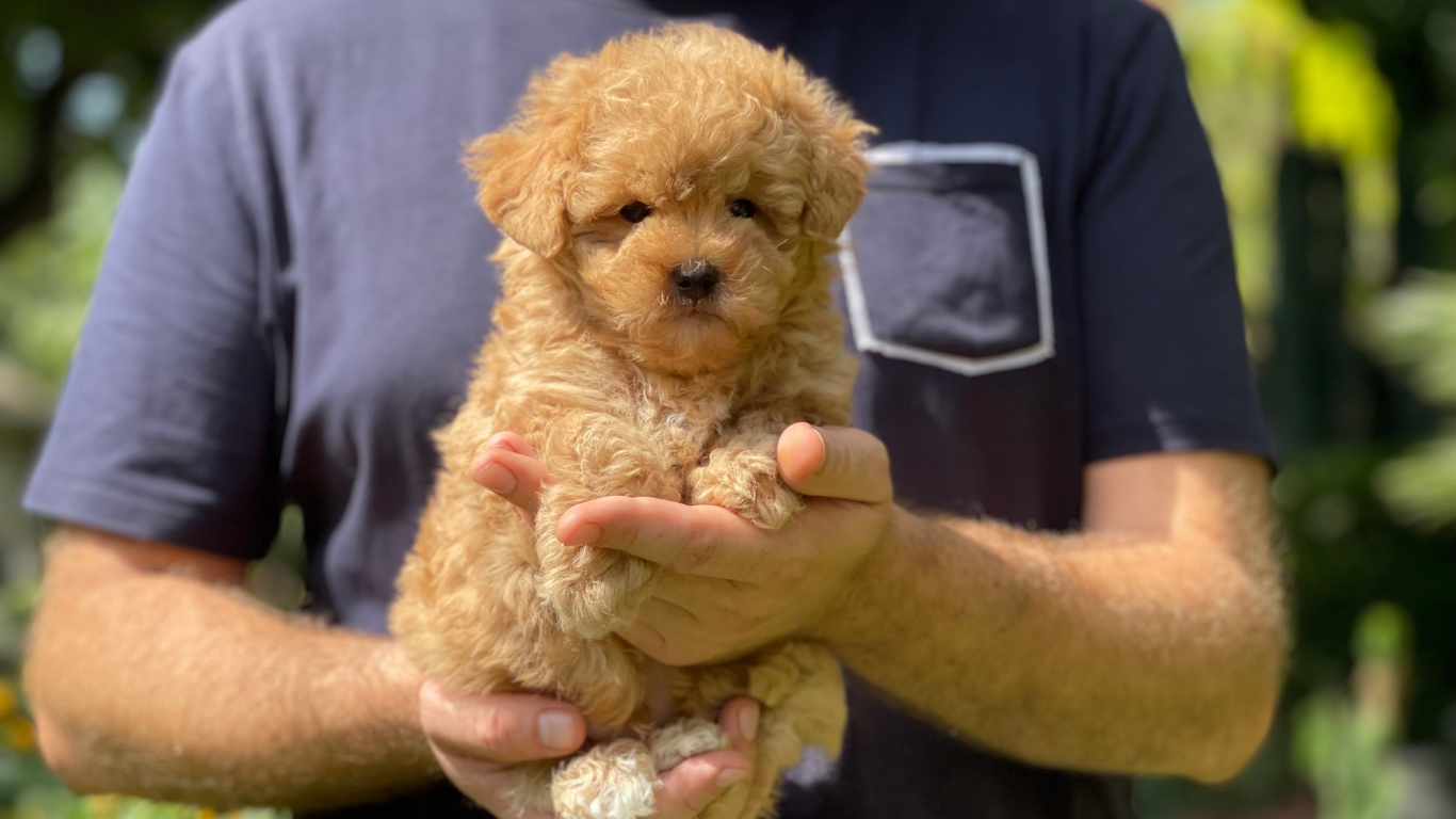 caniche apricot toy