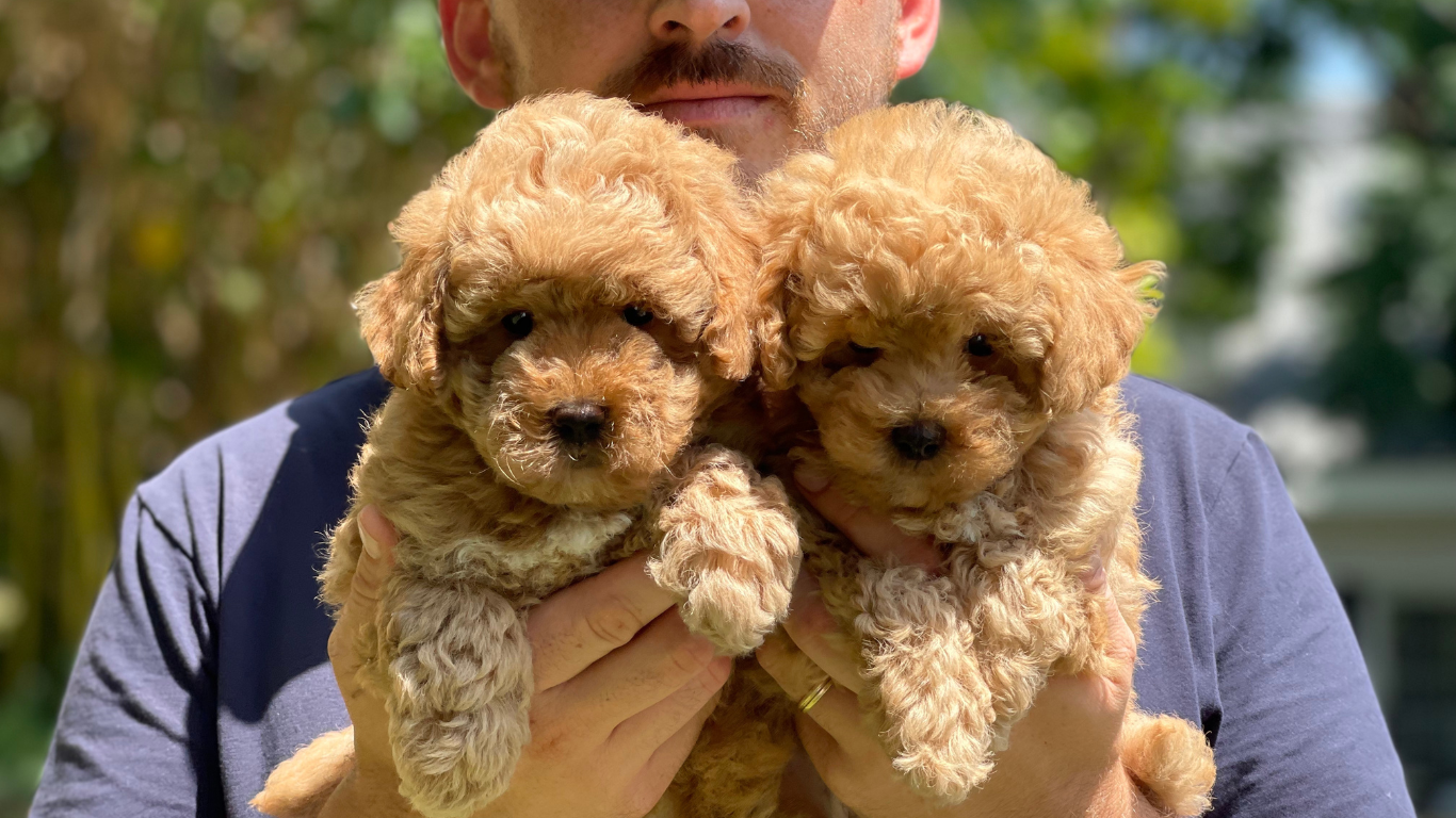 caniche apricot toy