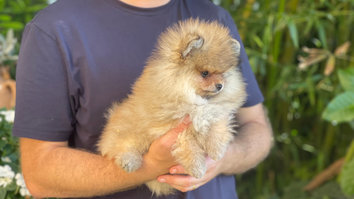 pomerania toy