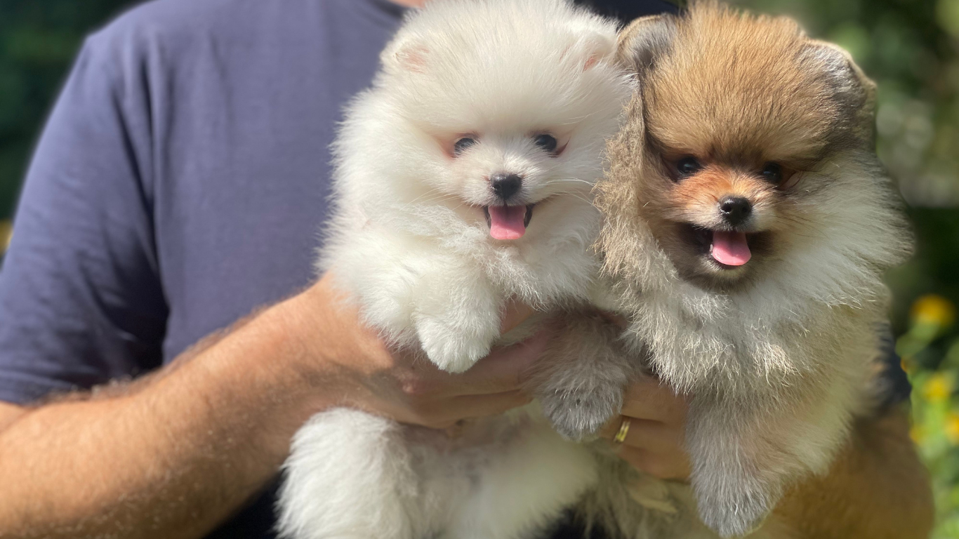 pomerania toy